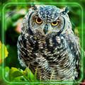 Forest Owls HD