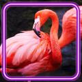 Flamingo Amazing