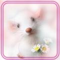 Mouses Fluffy