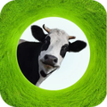 Cow sound (New)