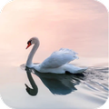 Swan sound