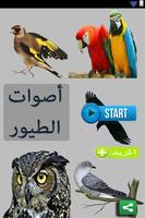 أصوات الطيور Affiche