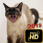 Siamese Cat Wallpaper HD icône
