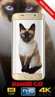 Siamese Cat Wallpaper HD Affiche