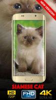 Siamese Cat Wallpaper HD 截图 1