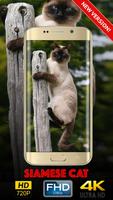 Siamese Cat Wallpaper HD screenshot 2