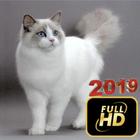 Ragdoll Cat Wallpapers HD icône