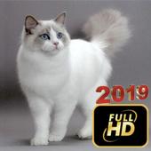 Ragdoll Cat Wallpapers HD icon