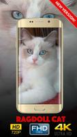 Ragdoll Cat Wallpapers HD پوسٹر