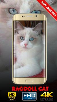 Ragdoll Cat Wallpapers HD poster