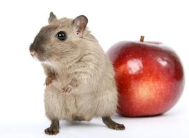 Hamster Wallpapers - Cute and Free! gönderen