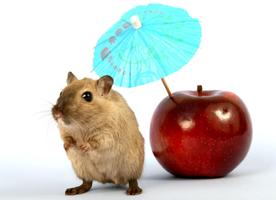 Hamster Wallpapers - Cute and Free! 截图 2