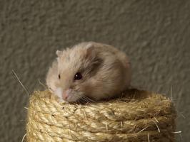 Hamster Wallpapers - Cute and Free! تصوير الشاشة 3