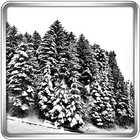 Snowfall 360° Live Wallpaper आइकन