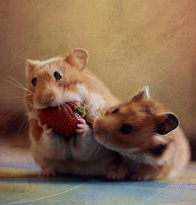 Cute Hamster Wallpapers安卓下载，安卓版APK | 免费下载