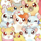 Hamster STICKERS FOR WhatsApp  icon