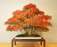 Desain Bonsai poster