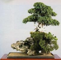 Desain Bonsai screenshot 1