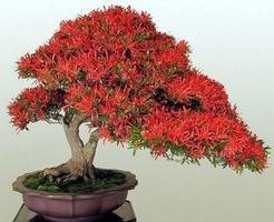 Desain Bonsai screenshot 2
