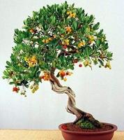 Desain Bonsai screenshot 3