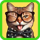 Funny Animal Videos