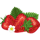 Strawberry Expert System aplikacja
