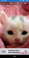 Cute Kitten Wallpaper Screenshot 2