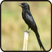 Kicau-Kicau Burung Srigunting Terlengkap