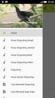 Kicau-Kicau Burung Srigunting Terlengkap Cartaz