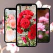 Red and colorful wallpapers 4K icon