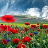 خلفيات Backgrounds1