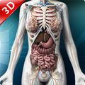 Human 3D Anatomy:Organs and Bones