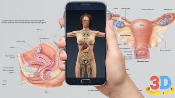 Human 3D Anatomy Affiche