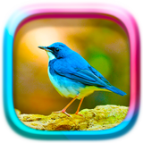 آیکون‌ Picture Puzzle: Birds