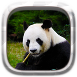 Picture Puzzle: Panda icon