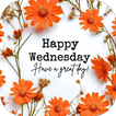 Happy Wednesday