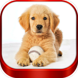 Cute Puppies Labrador Wallpapers