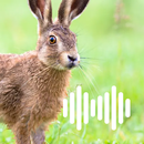 Hare hunting calls APK