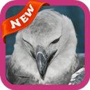 Harpy Eagle Wallpaper APK