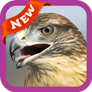 Hawk Wallpaper APK