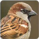 Sparrow Bird Call : Sparrow Song and Sparrow Sound-APK