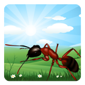 Ant Farm