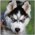 Icona 2048 Dogs