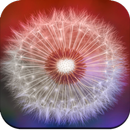 APK Dandelion Wallpaper HD