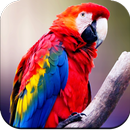 Parrot Wallpapers 4K aplikacja