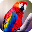 Parrot Wallpapers 4K APK