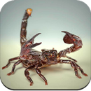 APK Scorpion Wallpaper