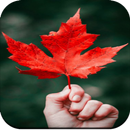 Wallpaper For Motorola Moto G7 APK