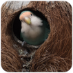 Nests and Bird Wallpaper