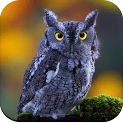Owl Wallpaper HD APK 下載